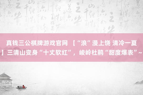 真钱三公棋牌游戏官网 【“浪”漫上饶 清冷一夏】三清山变身“十丈软红”,峻岭杜鹃“甜度爆表”~